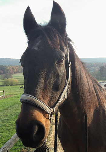 Pferd Du Da